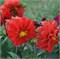 Георгина летняя Фигаро красный-10штук /Д14.* 235