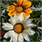 Гацания Кисс Frosty White-5шт   /Е3* 1235 - фото 14949