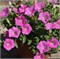 Петуния Шок Вэйв rose - 5драже/Б2* 296
