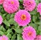 Цинния изящная Dreamland Pink -5 шт/В2.* 2729