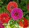 Цинния изящная Dreamland Rose  -5 шт/В2* 2731 - фото 15000
