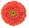 Цинния БЕНАРИ ГИГАНТ Salmon rose -10 шт/В3 4293 - фото 15008