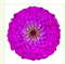 Цинния БЕНАРИ ГИГАНТ Lilac-10 шт/В3 4295 - фото 15009
