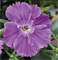Гвоздика китайская Diana F1 blueberry -5шт   /Е5. 1183