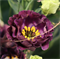 Эустома(Лизиантус) Rosanne 1 Black Pearl - 5 драже  /Э5 4852 - фото 15069