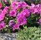 Петуния ампельная F1  EASY WAVE Neon Rose - 5драже /Б3.* 182