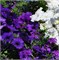 Петуния ампельная F1  EASY WAVE Blue-5драже /Б3.* 187