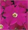 Петуния крупноцветковая DREAMS F1 Neon rose-10шт/A11 1150 - фото 15120