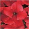 Петуния крупноцветковая DREAMS F1 Red-10драже/A11. 1152