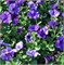 Петуния ампельная Шок Вейв DENIM  - 5 драже/Б2. 163
