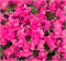 Львиный зев ампельный Candy Showers розовый - 10 семян /Д6 1307
