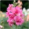 Львиный зев Madame Butterfly Rose - 10 шт  /Д4 4341 - фото 15156