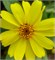 Цинния изящная Profusion yellow- 5 шт  /В1.* 1375 - фото 15200 Цинния изящная Profusion yellow- 5 шт  /В1.* 1375 - фото 15200