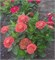 Цинния изящная Dreamland Coral  -5 шт/В2.* 2727 - фото 15246