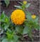 Цинния изящная Dreamland Yellow  -5 шт/В2.* 4750
