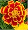 Бархатцы отклонённые Бонанза flame -10 шт/В5.* 514