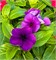 Катарантус Tattoo™ Blueberry -5 шт /Е9.* 4907 - фото 15282