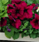 Петуния крупноцветковая  ЛИМБО бордовый - 10драже/А12.* 216