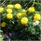 Тагетес Антигуа yellow -10шт/В4* 1389 - фото 15301