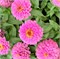 Цинния изящная Dreamland Pink -5 шт/В2.* 2729 - фото 15306