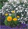 Цинния изящная Dreamland Yellow  -5 шт/В2* 4750 - фото 15322