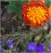 Бархатцы отклонённые Бонанза Harmony- 10 шт/В5.* 665