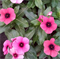 Катарантус Tattoo Raspberry -5 шт /Е9.* 4063 - фото 15329