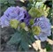 Эустома (Лизиантус) F1 Corelli II Lavender - 5драже /Э7.* 2531 Эустома (Лизиантус) F1 Corelli II Lavender - 5драже /Э7.* 2531