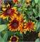 Рудбекия мохнатая Autumn Colors - 5 семян / Г15.* 5840