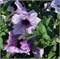 Петуния ампельная F1 EASY WAVE plum vein-5драже /Б3.* 190