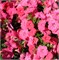 Петуния ампельная F1  EASY WAVE  Coral Reef-5драже /Б3.* 188