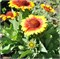 Гайлардия Аризона Gaillardia Arizona Sun-5шт  /Д2* 551 - фото 15411