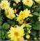 Георгина летняя  Figaro желтый- 10штук /Д14.* 234