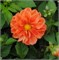 Георгина летняя Фигаро orange shades -10шт /Д14.* 568