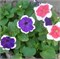 Петуния крупноцветковая F1 ХАЛАХУП mix -10драже/A8.* 1115