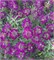 Алиссум Клия Кристал оттенки пурпурного -20шт  /Д3.* 2653