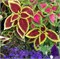 Колеус Fairway Ruby -10 шт  /Д9.* 5126 - фото 15501