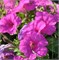 Петуния ампельная F1  EASY WAVE Neon Rose - 5драже /Б3.* 182