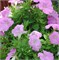 Петуния ампельная F1  EASY WAVE  Pink-5драже /Б3.* 191