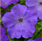 Петуния ампельная F1  EASY WAVE Lavender Sky Blue - 5 драже /Б3. 4385 Петуния ампельная F1  EASY WAVE Lavender Sky Blue - 5 драже /Б3. 4385