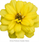 Цинния изящная Profusion Double yellow- 5 шт/В1. 1464 - фото 15552