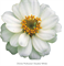 Цинния изящная Profusion Double white - 5 шт/В1. 1382 - фото 15553