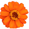 Цинния изящная Profusion orange - 5 шт  /В1. 1373 - фото 15555