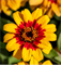 Цинния изящная Profusion Red yellow bicolour  - 5 шт /В1. 5357 Цинния изящная Profusion Red yellow bicolour  - 5 шт /В1. 5357