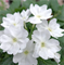Вербена F1 Obsession Cascade NEW белая -5 шт /Г13.* 5564
