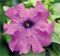 Петуния крупноцветковая ЛИМБО фиолетовый - 10шт /А12. 220