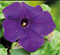 Петуния крупноцветковая ЛИМБО Deep Purple -10 сем/А12. 863