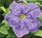 Петуния крупноцветковая ЛИМБО sky blue NEW-10 семян /А12. 2345 Петуния крупноцветковая ЛИМБО sky blue NEW-10 семян /А12. 2345
