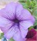 Петуния крупноцветковая ЛИМБО  blue veined - 10 драже/А12.* 2346