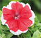 Петуния крупноцветковая  ЛИМБО red picotee -10штук/А12. 2733